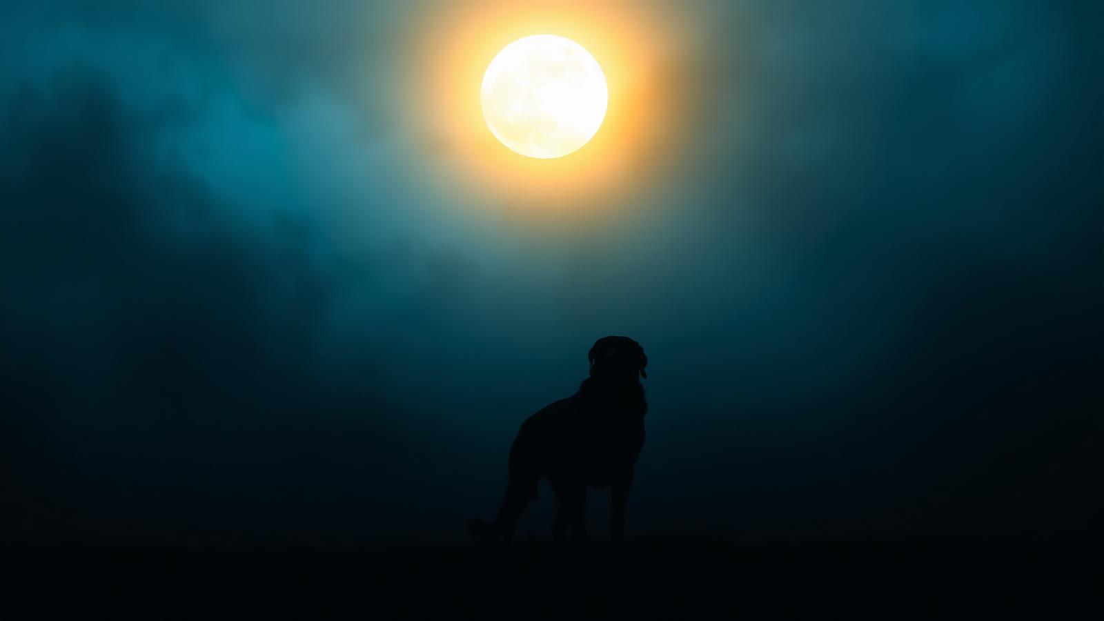 Silueta de un perro bajo la luna dorada entre niebla azul